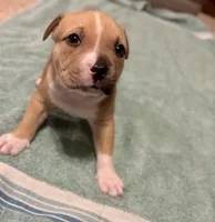 Zahara, a female American Bully for sale in Accomac, VA – Photo 1 of 5