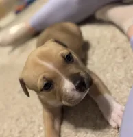 Zahara, a female American Bully for sale in Accomac, VA – Photo 2 of 5