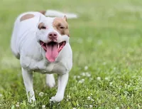 Zahara, a female American Bully for sale in Accomac, VA – Photo 4 of 5
