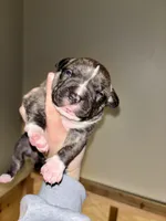 Dock, a male American Bully for sale in Accomac, VA – Photo 3 of 5