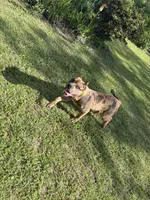 Dock, a male American Bully for sale in Accomac, VA – Photo 5 of 5
