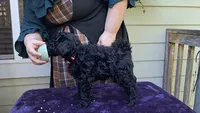 Folly, a female Puli for sale in Marysville, WA – 1 of 7