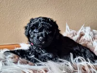 Folly, a female Puli for sale in Marysville, WA – 3 of 7