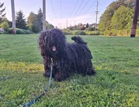 Folly, a female Puli for sale in Marysville, WA – 7 of 7