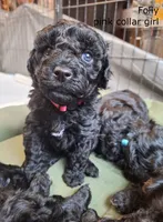 Folly, a female Puli for sale in Marysville, WA – 2 of 7
