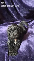 Folly, a female Puli for sale in Marysville, WA – 4 of 7