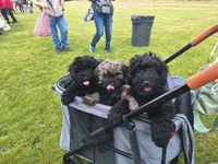 Ruse, a female Puli for sale in Marysville, WA – 3 of 5