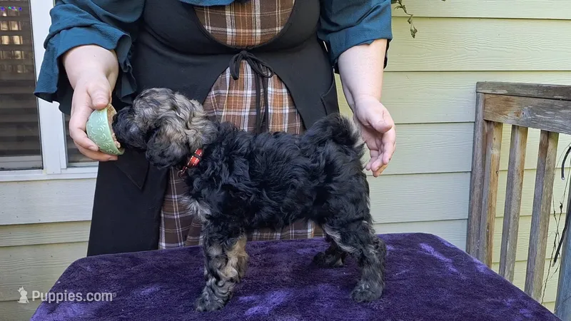 Ruse – Puli puppy for sale in Marysville, WA