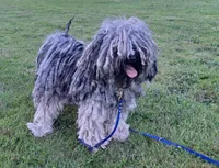 Ruse, a female Puli for sale in Marysville, WA – 4 of 5