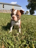 Peggy, a female Boston Terrier for sale in Clear Lake, WI – 4 of 4