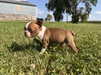 Peggy, a female Boston Terrier for sale in Clear Lake, WI – 2 of 4