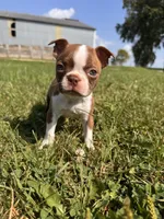 Peggy, a female Boston Terrier for sale in Clear Lake, WI – 1 of 4