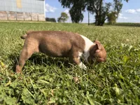 Peggy, a female Boston Terrier for sale in Clear Lake, WI – 3 of 4