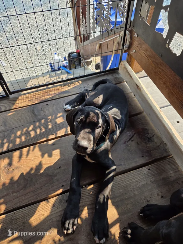 Light blue collar – Great Dane puppy for sale in Spirit Lake, ID