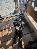 Light blue collar, a male Great Dane for sale in Spirit Lake, ID – 1 of 1