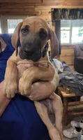 Mr. Scooby, a male Great Dane for sale in Spirit Lake, ID – 2 of 2