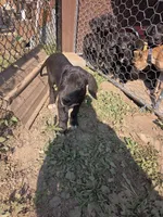Grey collar, a male Great Dane for sale in Spirit Lake, ID – 1 of 1