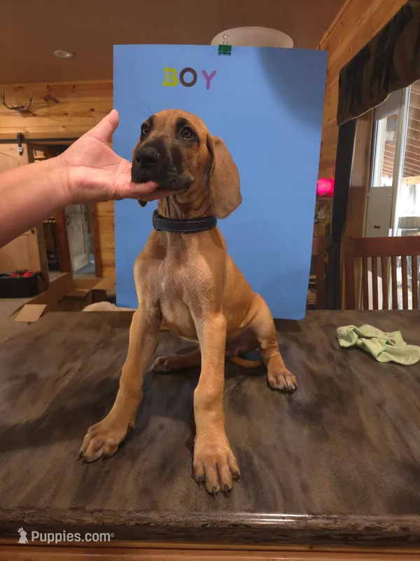 Mr. Scooby – Great Dane puppy for sale in Spirit Lake, ID