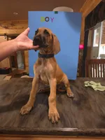 Mr. Scooby, a male Great Dane for sale in Spirit Lake, ID – 1 of 2