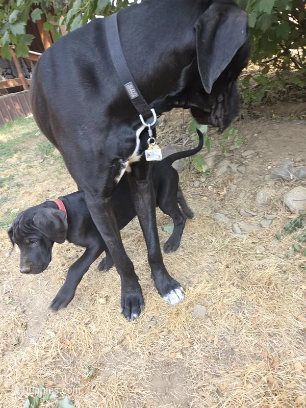 Red collar – Great Dane puppy for sale in Spirit Lake, ID
