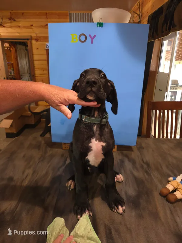 Green collar – Great Dane puppy for sale in Spirit Lake, ID