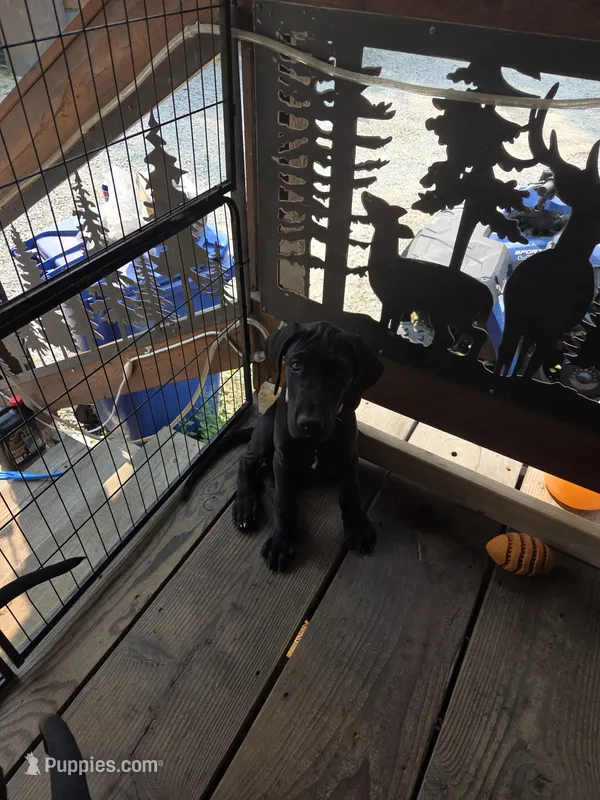 Pink collar – Great Dane puppy for sale in Spirit Lake, ID