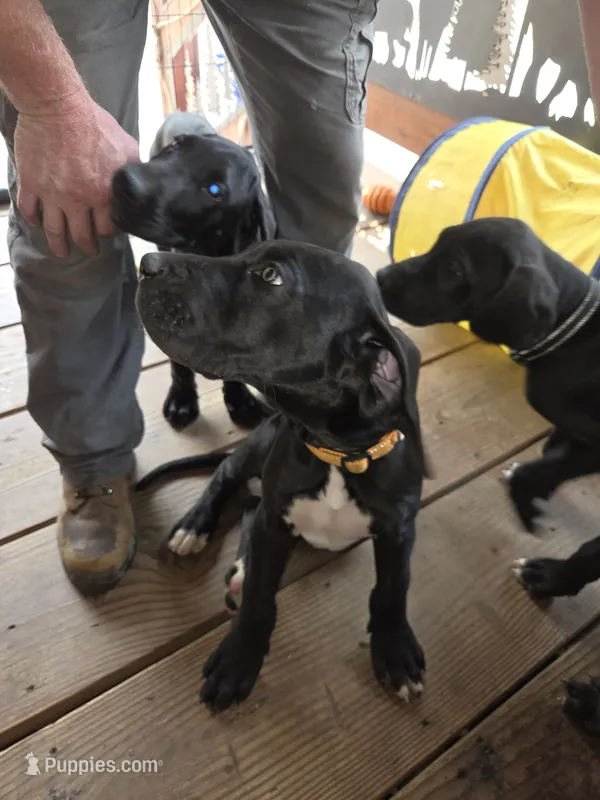 Orange – Great Dane puppy for sale in Spirit Lake, ID