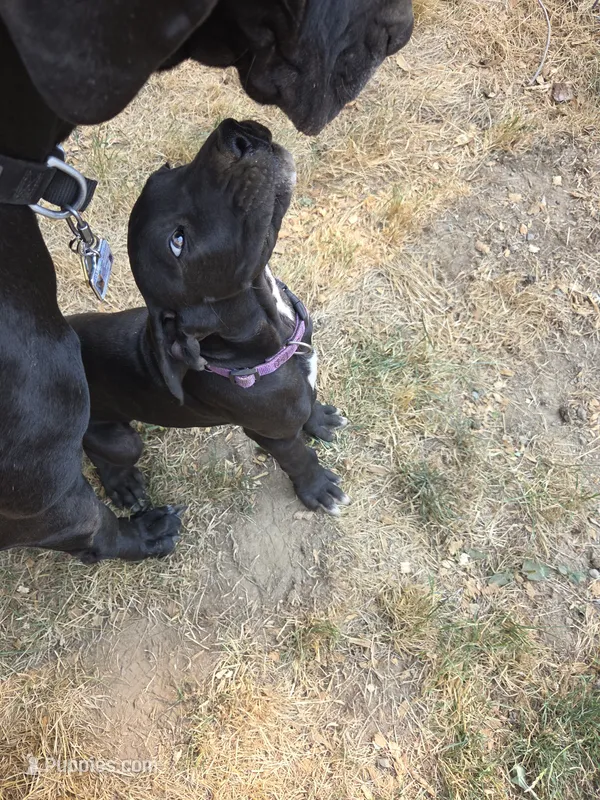 Purple collar – Great Dane puppy for sale in Spirit Lake, ID