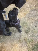 Purple collar, a female Great Dane for sale in Spirit Lake, ID – 1 of 1