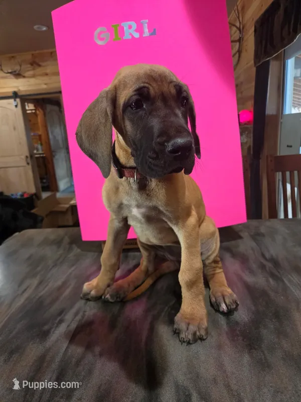 Pink collar – Great Dane puppy for sale in Spirit Lake, ID