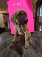 Pink collar, a female Great Dane for sale in Spirit Lake, ID – 1 of 1