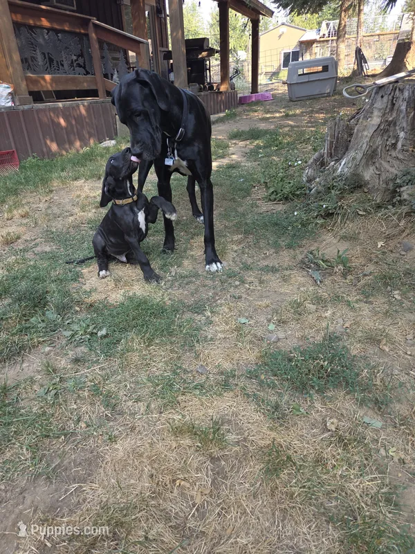 Burnt orange collar – Great Dane puppy for sale in Spirit Lake, ID