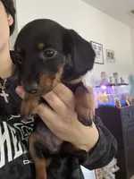 Dachshund, a female Dachshund and Miniature Dachshund for sale in Hickory, NC – Photo 1 of 3