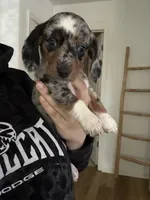 Dachshund, a female Dachshund and Miniature Dachshund for sale in Hickory, NC – Photo 3 of 3