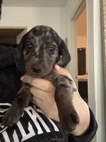 Dachshund, a female Dachshund and Miniature Dachshund for sale in Hickory, NC – Photo 2 of 3