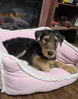 Miss Lime, a female Airedale Terrier for sale in Waco, NE – Photo 3 of 3