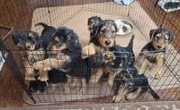 Miss Lime, a female Airedale Terrier for sale in Waco, NE – Photo 2 of 3