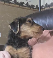 Miss Lime, a female Airedale Terrier for sale in Waco, NE – Photo 1 of 3