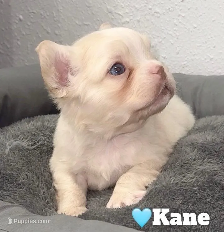 Kane – French Bulldog puppy for sale in Orlando, FL