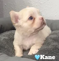 Kane, a male French Bulldog for sale in Orlando, FL – Photo 1 of 4