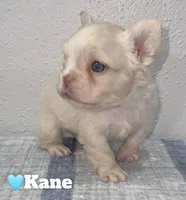 Kane, a male French Bulldog for sale in Orlando, FL – Photo 2 of 4