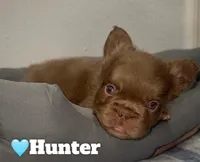 Hunter, a male French Bulldog for sale in Orlando, FL – Photo 2 of 4