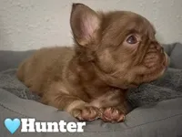 Hunter, a male French Bulldog for sale in Orlando, FL – Photo 1 of 4