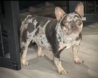 Olivia, a female French Bulldog for sale in Orlando, FL – Photo 4 of 4