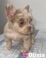 Olivia, a female French Bulldog for sale in Orlando, FL – Photo 2 of 4