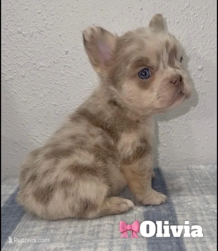 Olivia – French Bulldog puppy for sale in Orlando, FL