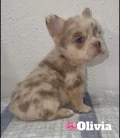 Olivia, a female French Bulldog for sale in Orlando, FL – Photo 1 of 4