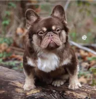 Olivia, a female French Bulldog for sale in Orlando, FL – Photo 3 of 4