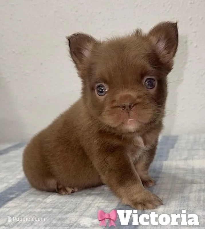 Victoria – French Bulldog puppy for sale in Orlando, FL