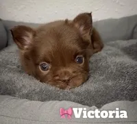 Victoria, a female French Bulldog for sale in Orlando, FL – Photo 2 of 4